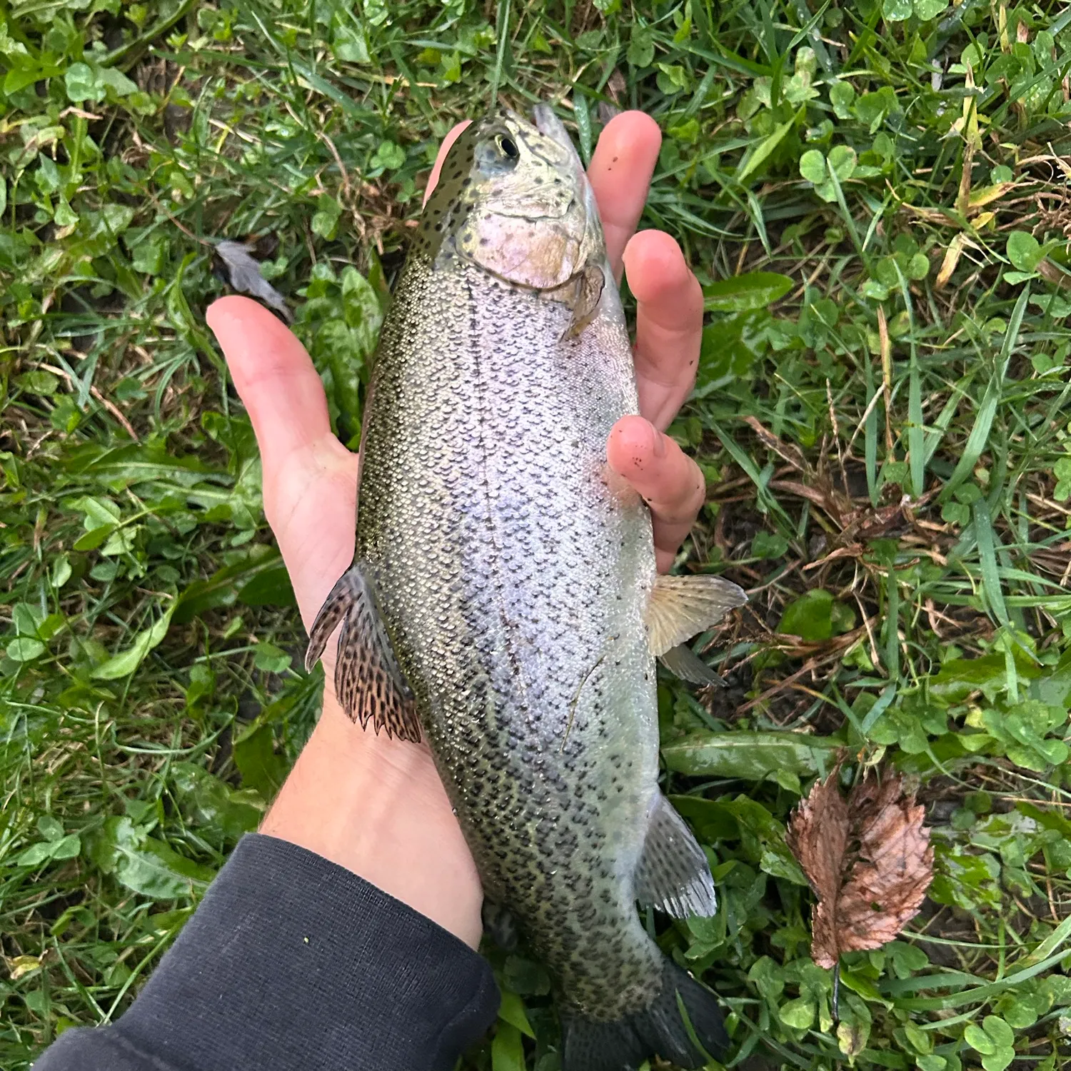 Rainbow trout caught on Fishbrain