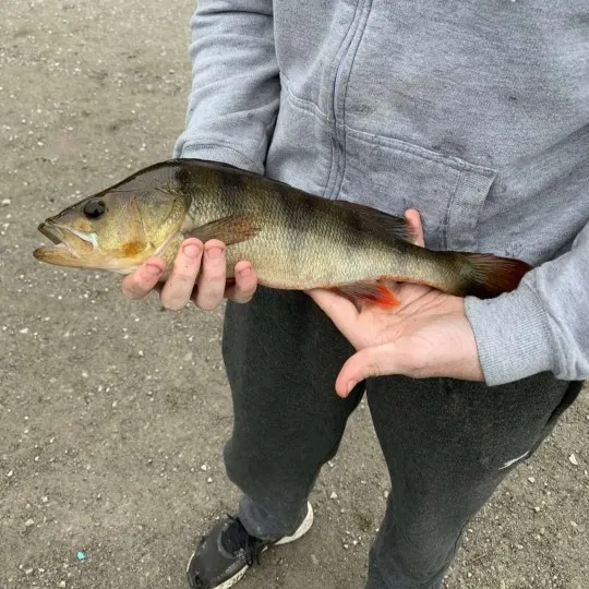 angler catch