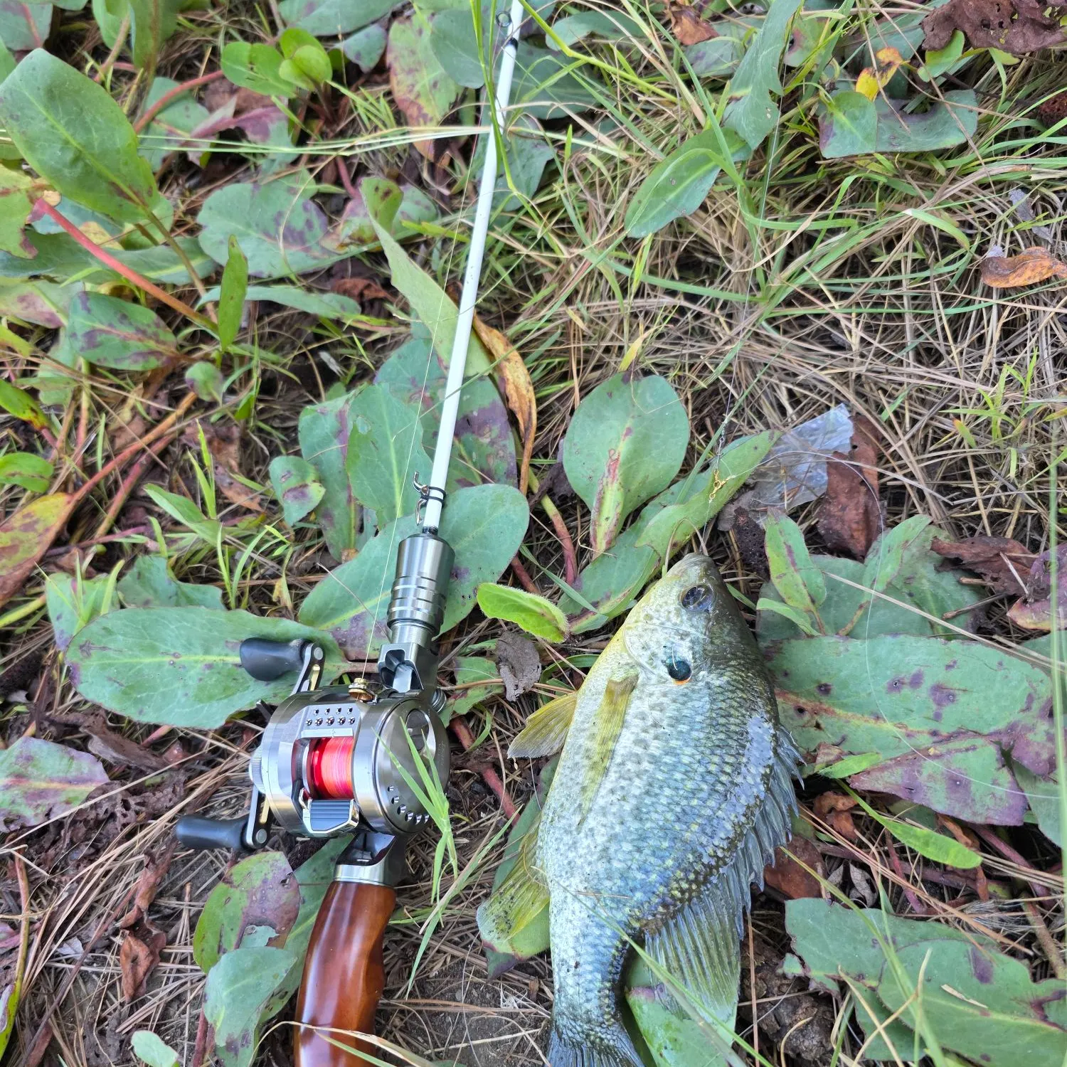 Redear sunfish caught on Fishbrain