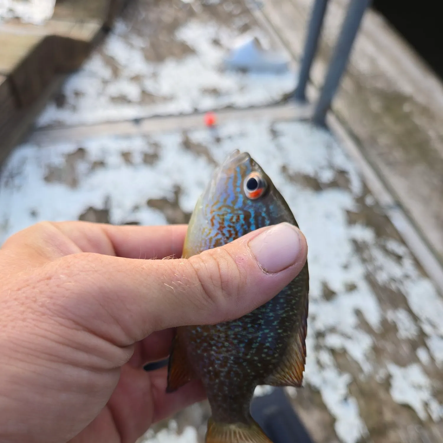 The most recent Longear sunfish catches on Fishbrain