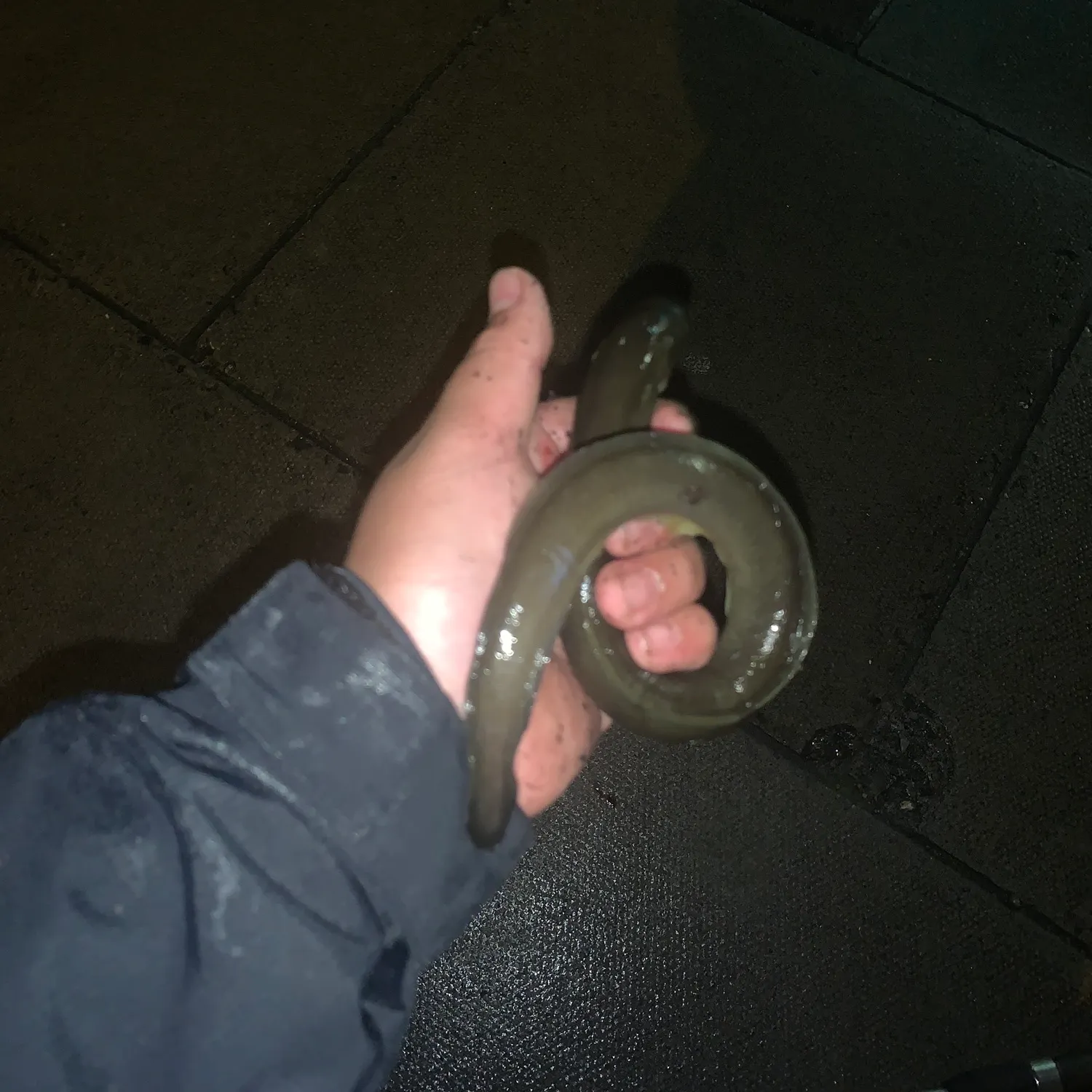 The most recent European eel catches on Fishbrain