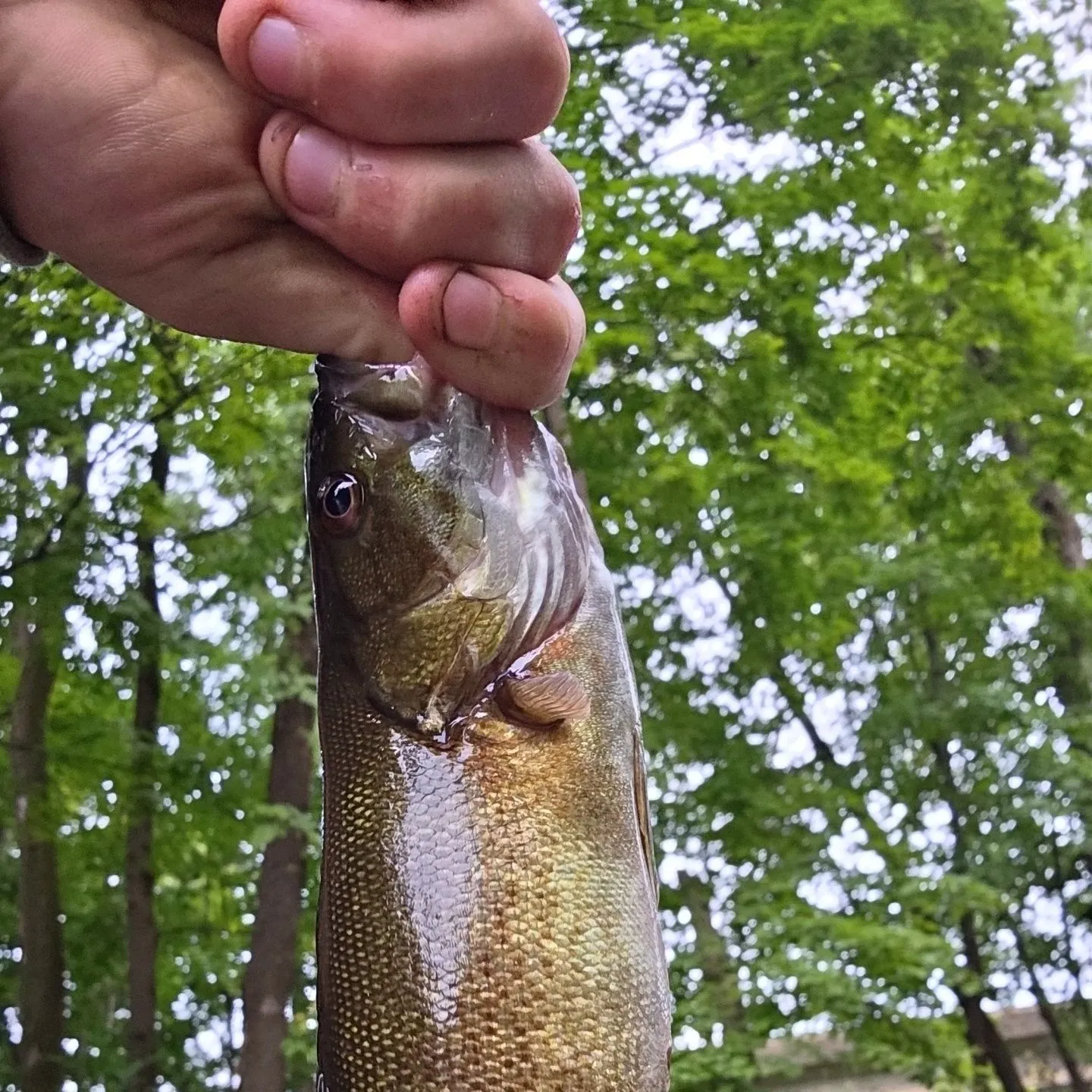 Smallmouth bass caught on Fishbrain