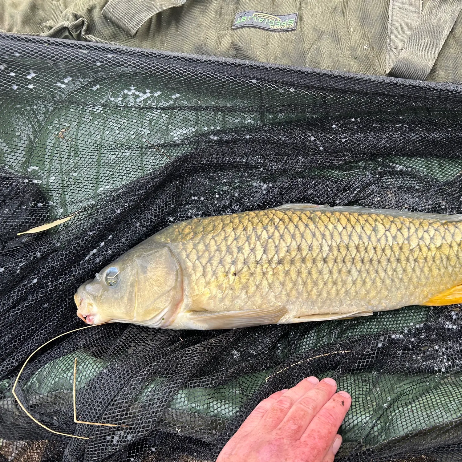 Common carp caught on Fishbrain