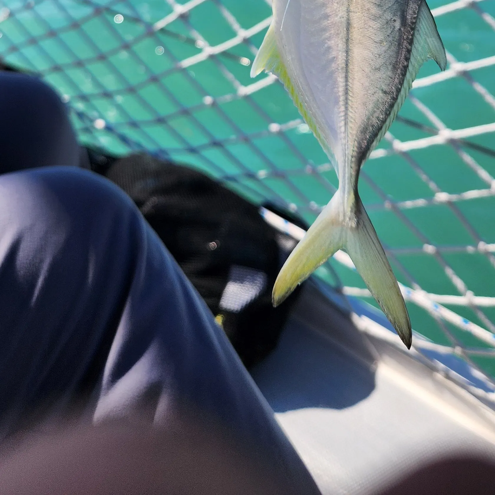 The most recent Yellow jack catches on Fishbrain