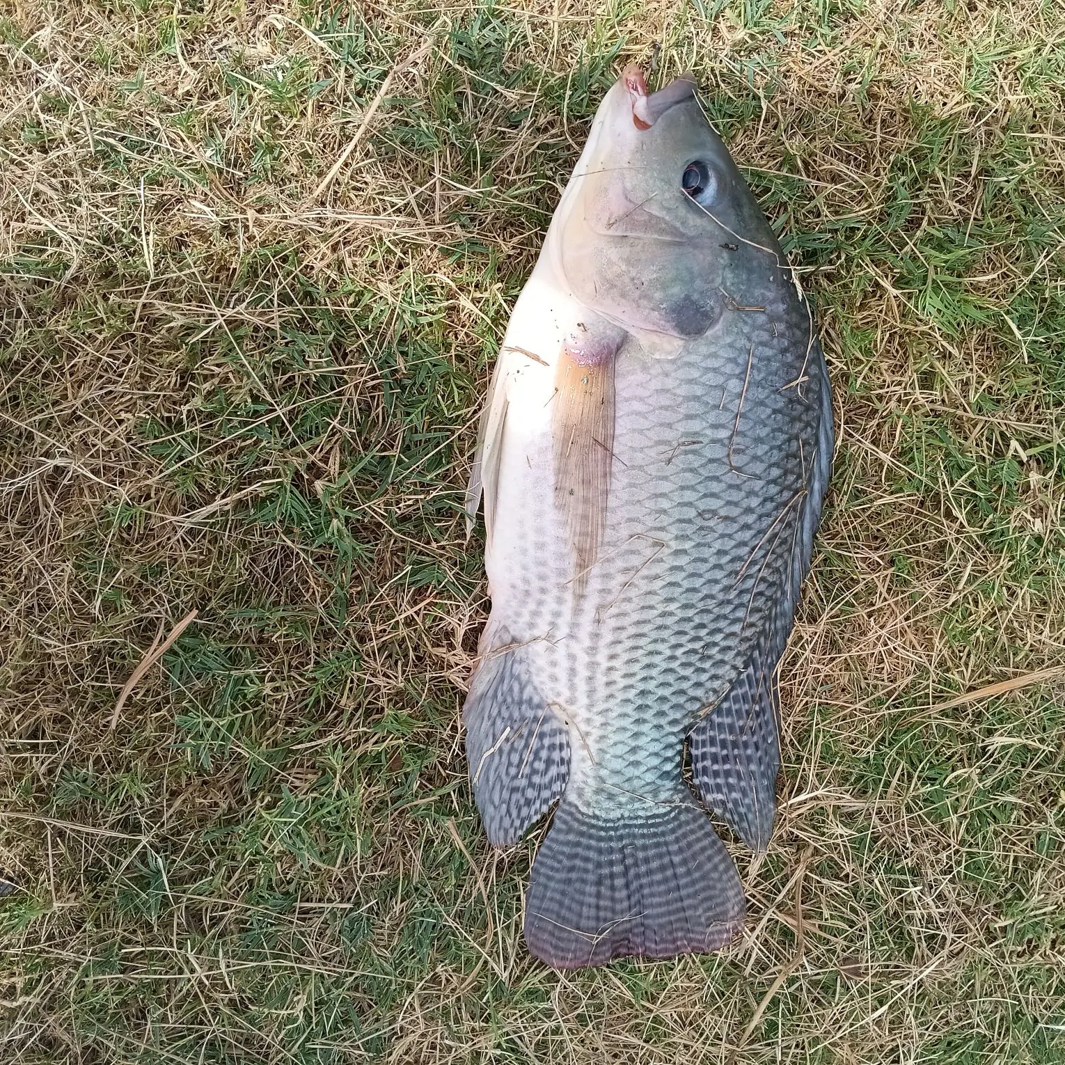 Nile tilapia caught on Fishbrain