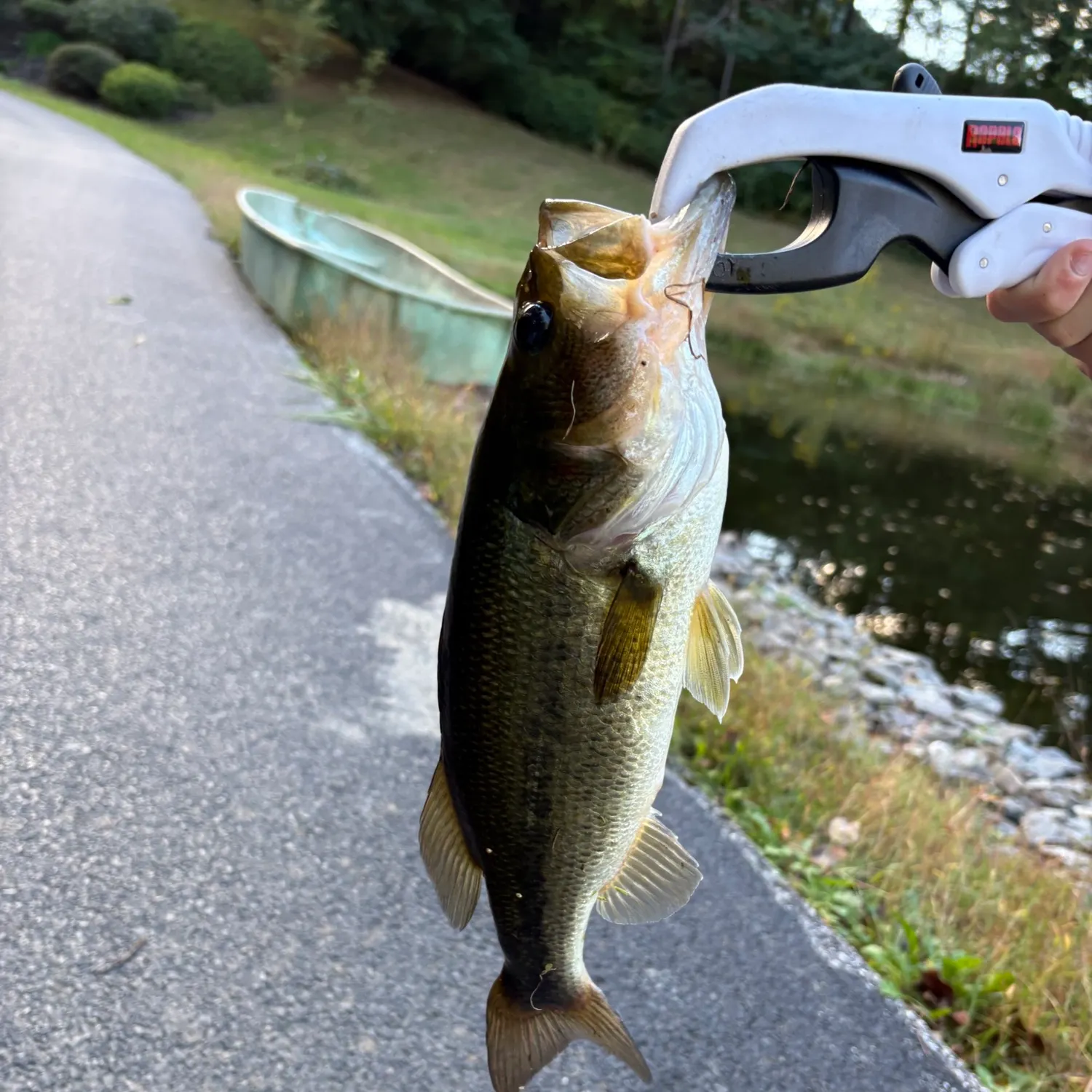 catch