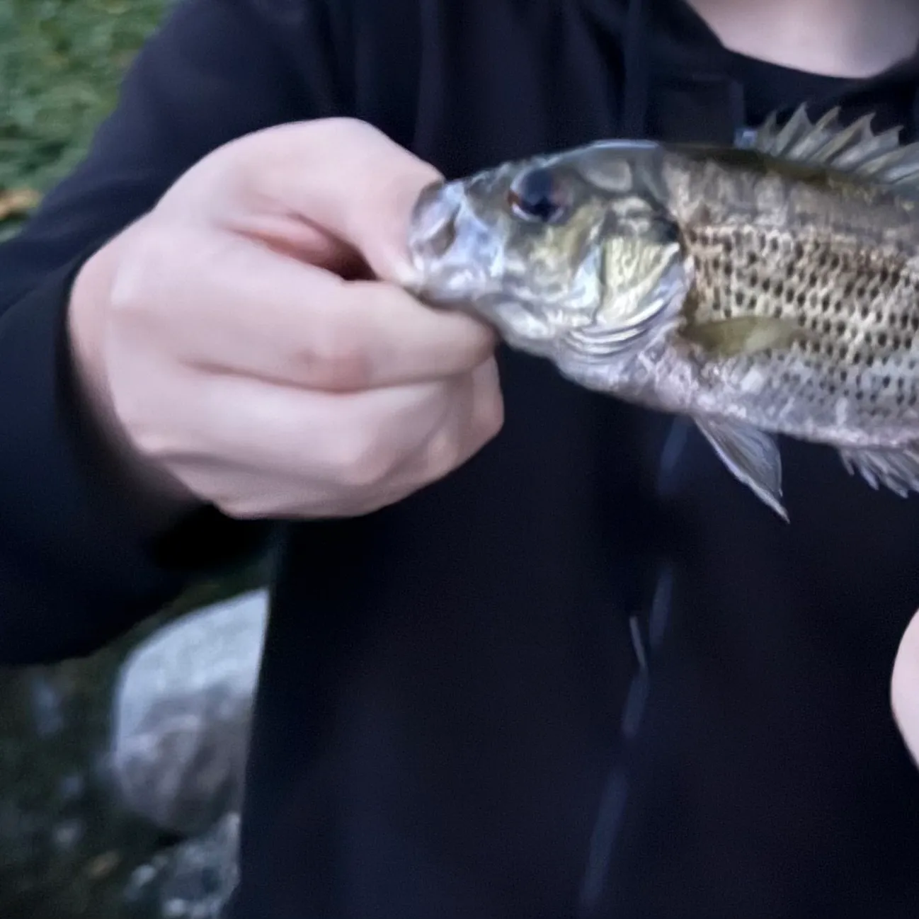 Rock bass caught on Fishbrain