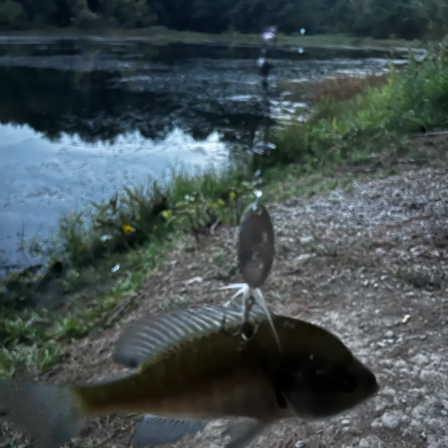 Green sunfish caught on Fishbrain