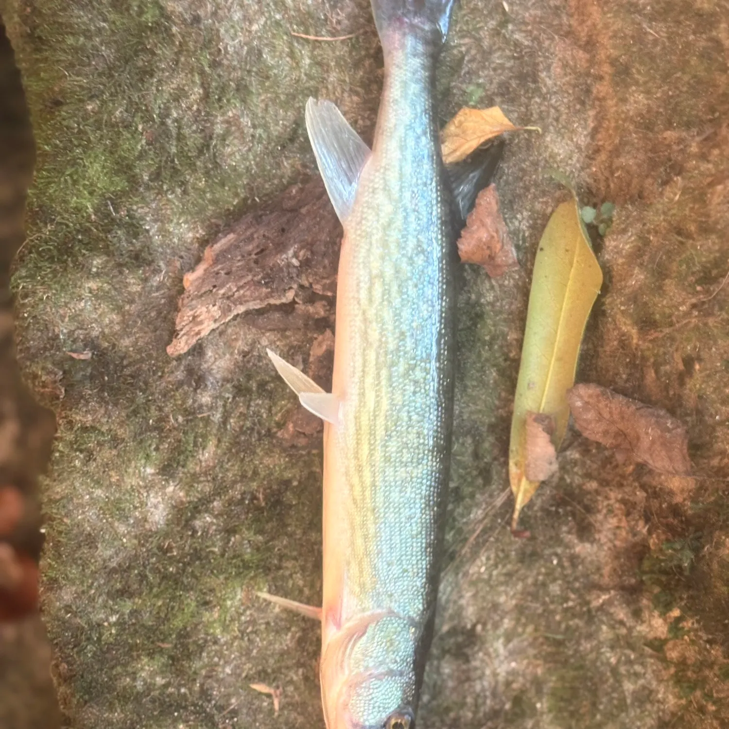 Chain pickerel caught on Fishbrain