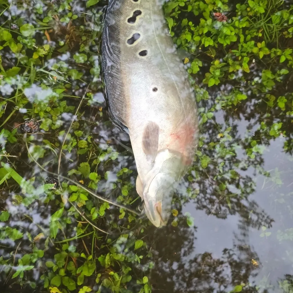 The most recent Clown knifefish catches on Fishbrain
