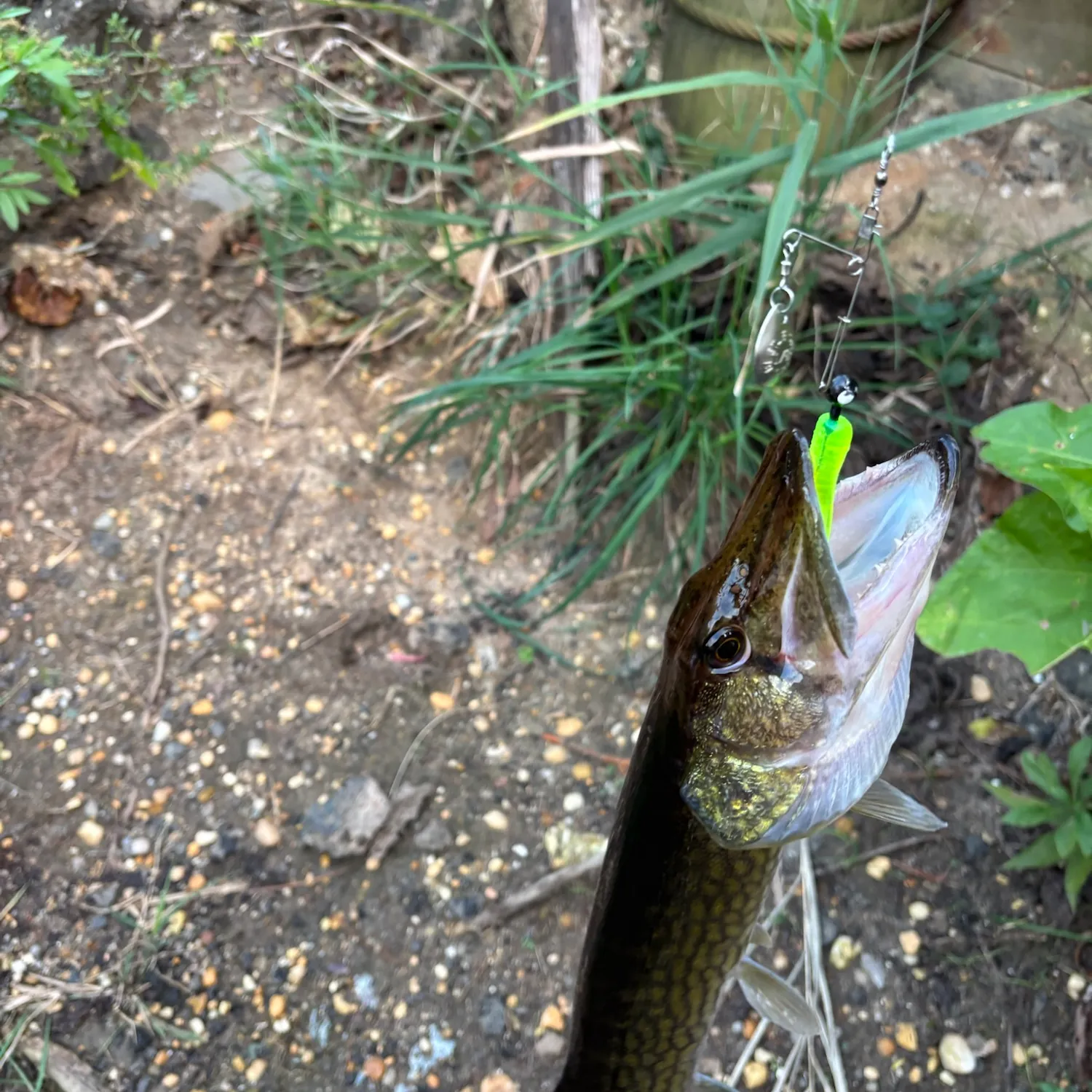 Chain pickerel caught on Fishbrain