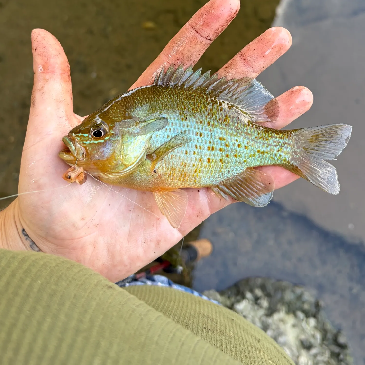 Redbreast sunfish caught on Fishbrain