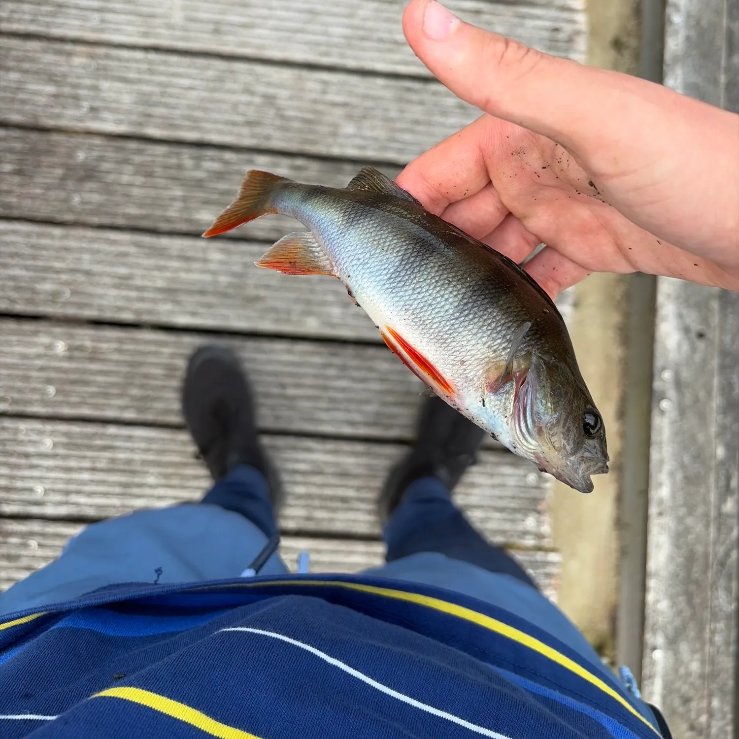 European perch caught on Fishbrain
