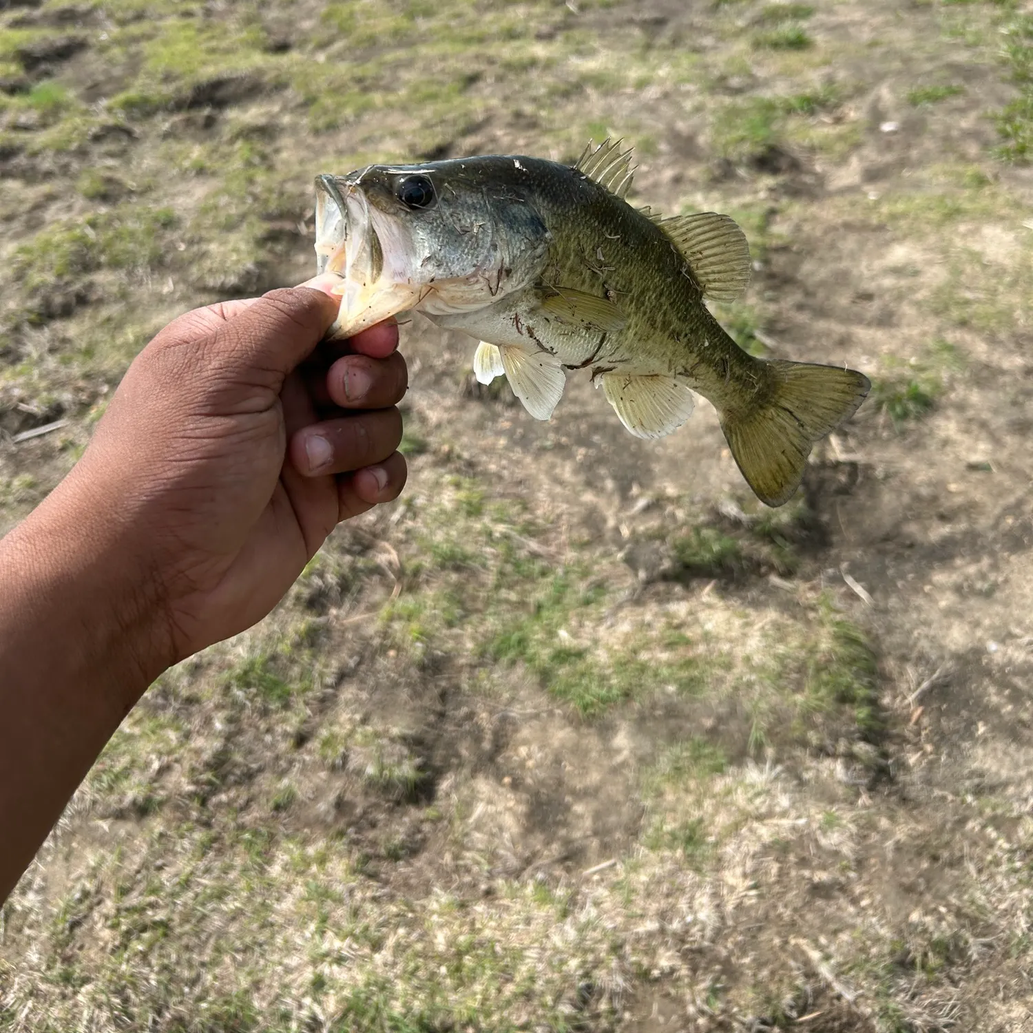 The most recent Largemouth bass catches on Fishbrain