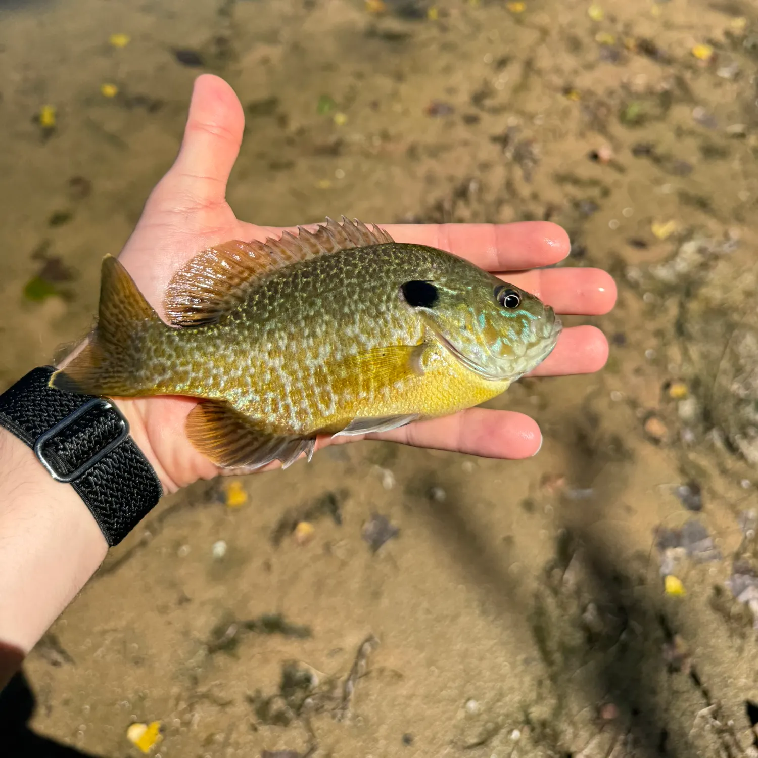 Greengill hybrid caught on Fishbrain