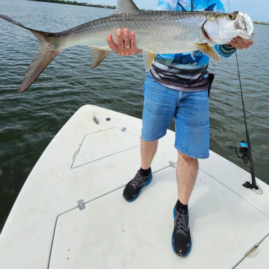The most recent Tarpon catches on Fishbrain
