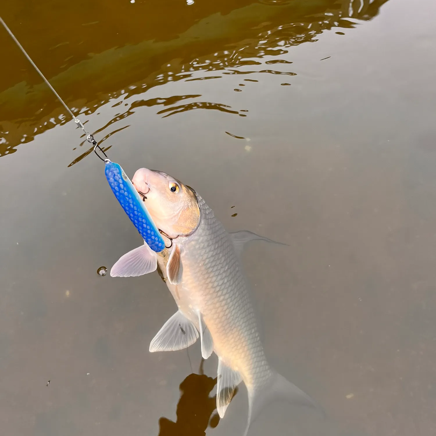 The most popular recent Quillback catch on Fishbrain