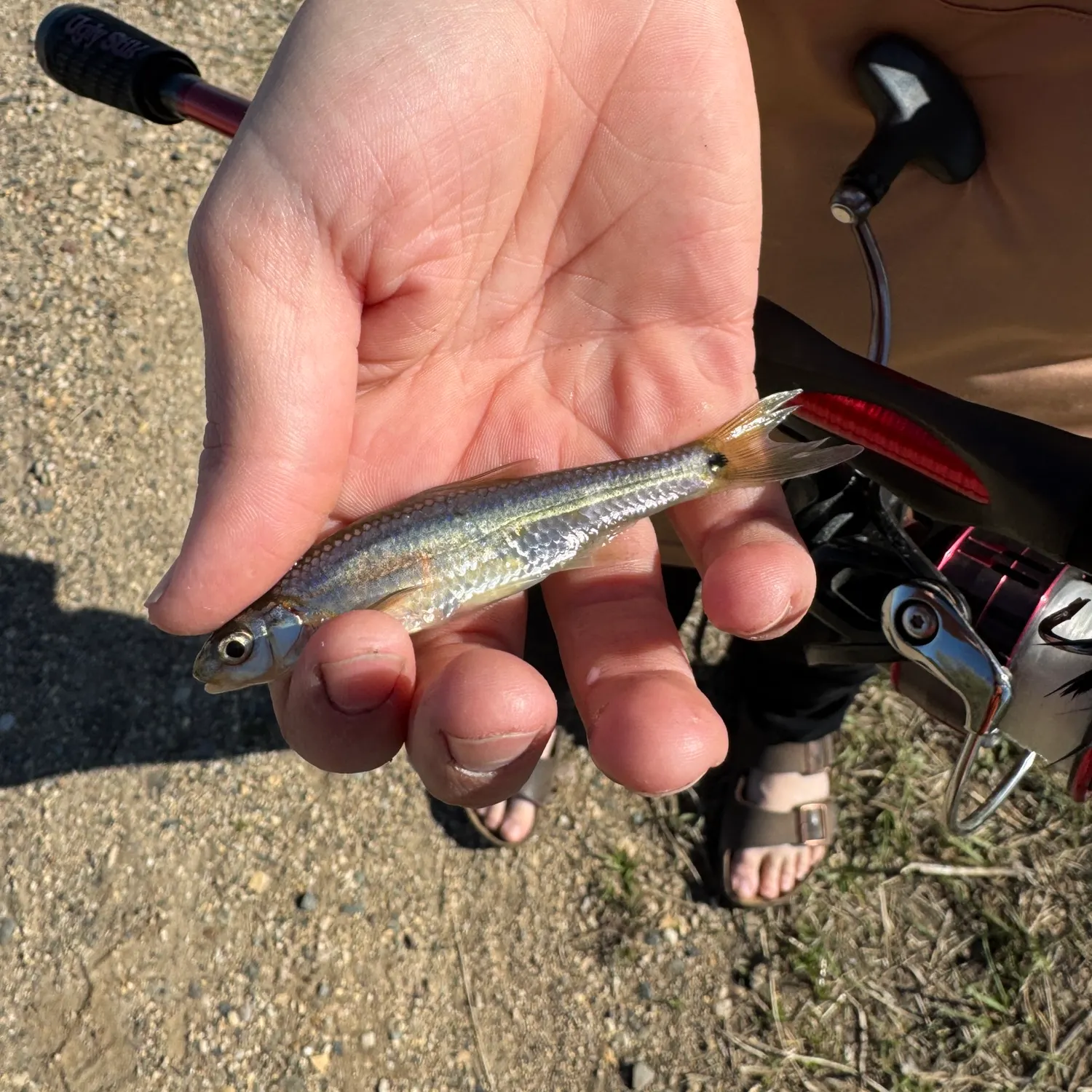 The most recent Warpaint shiner catches on Fishbrain