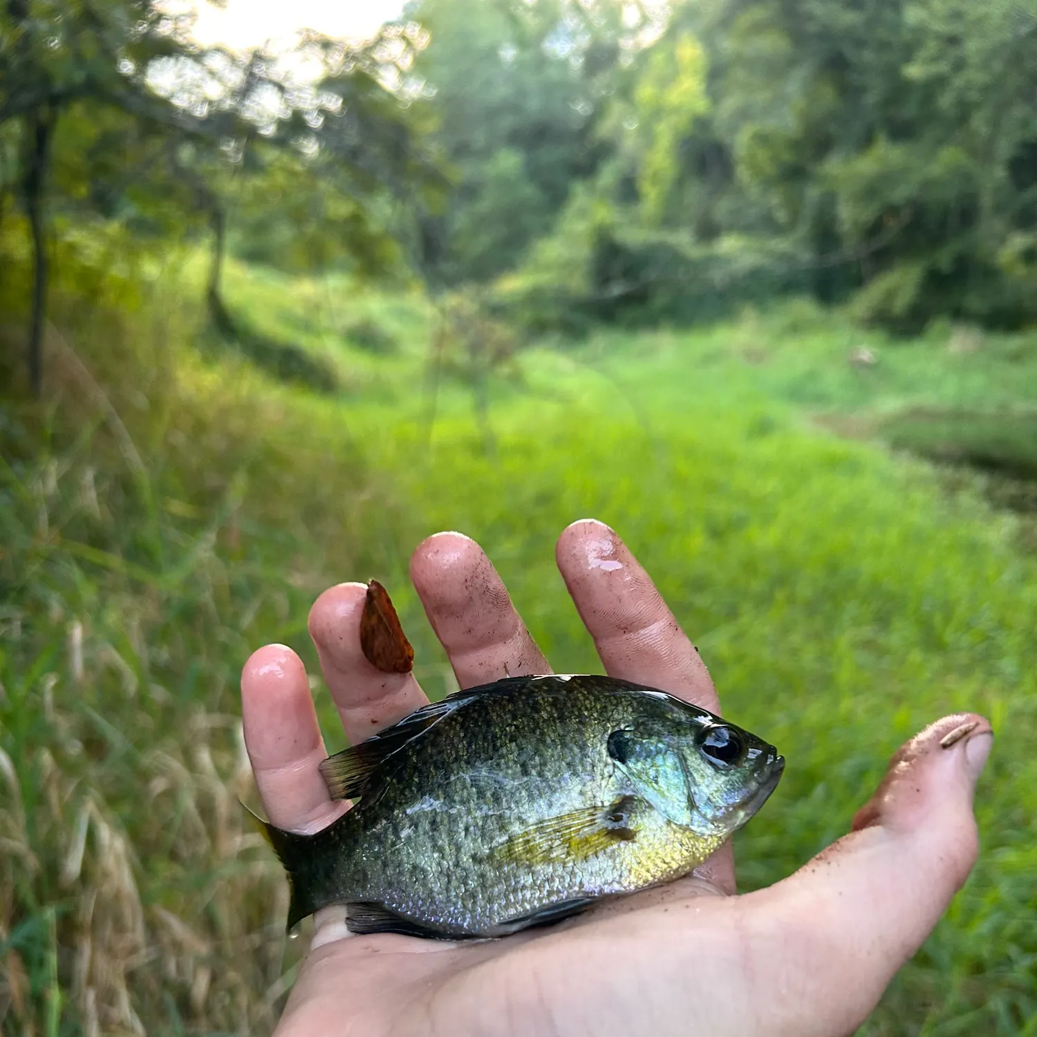 Bluegill caught on Fishbrain