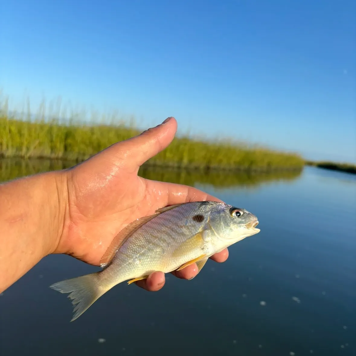 The most recent Spot croaker catches on Fishbrain
