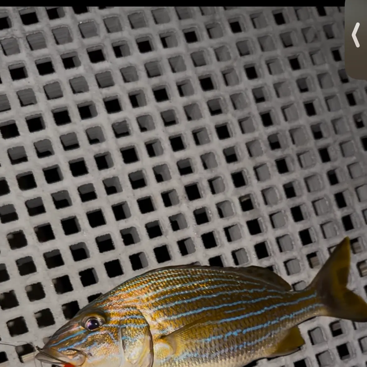 Bluestriped grunt caught on Fishbrain