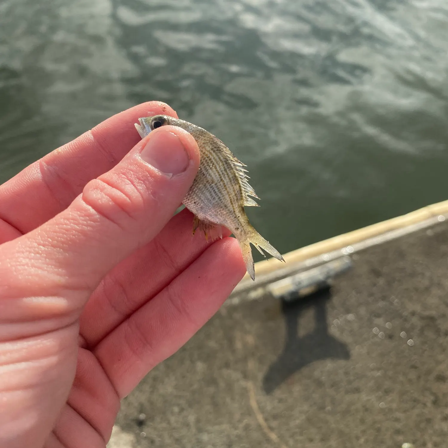 The most recent Goldlined seabream catches on Fishbrain