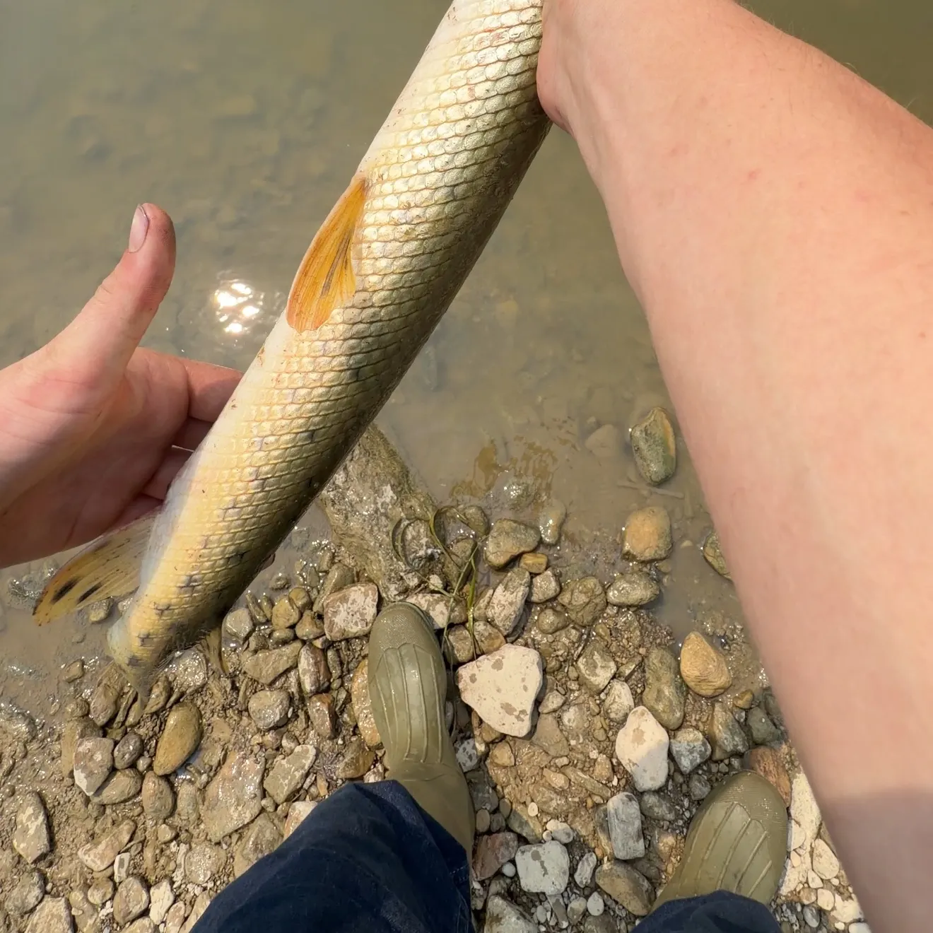 The most recent Spotted gar catches on Fishbrain