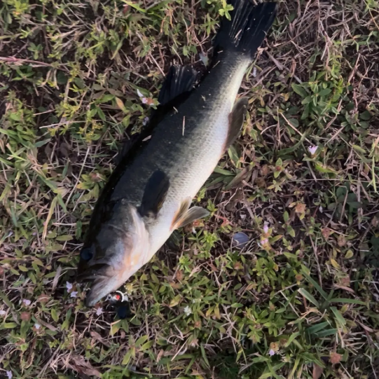 The most recent Largemouth bass catches on Fishbrain