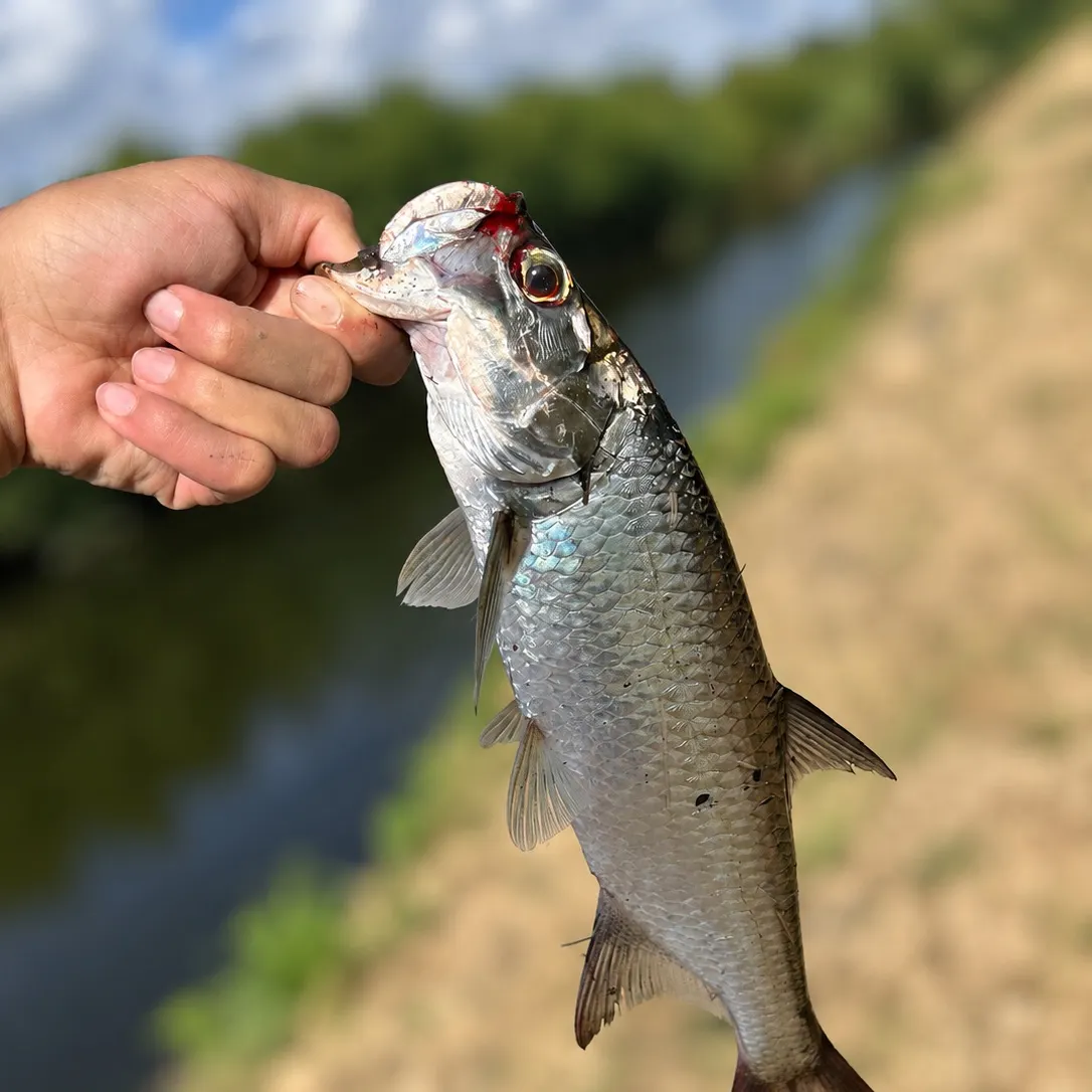 Tarpon caught on Fishbrain