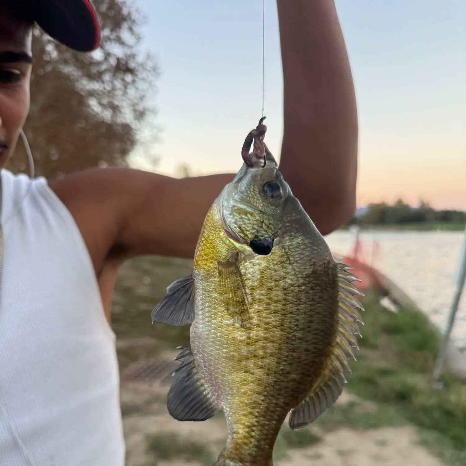 Bluegill caught on Fishbrain