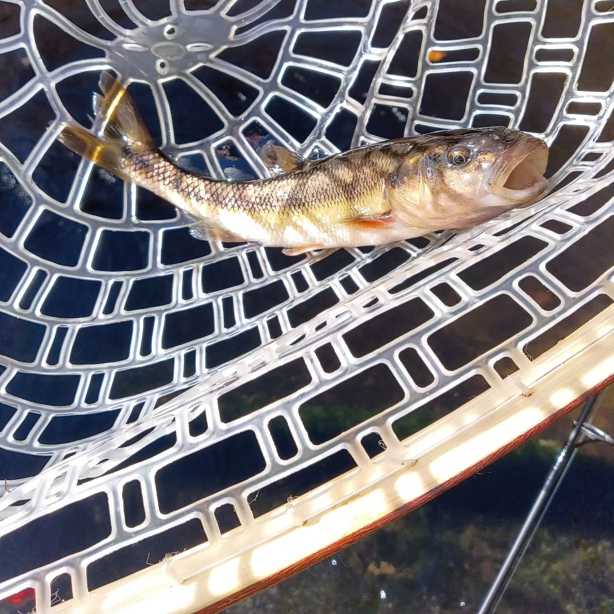 Creek chub caught on Fishbrain
