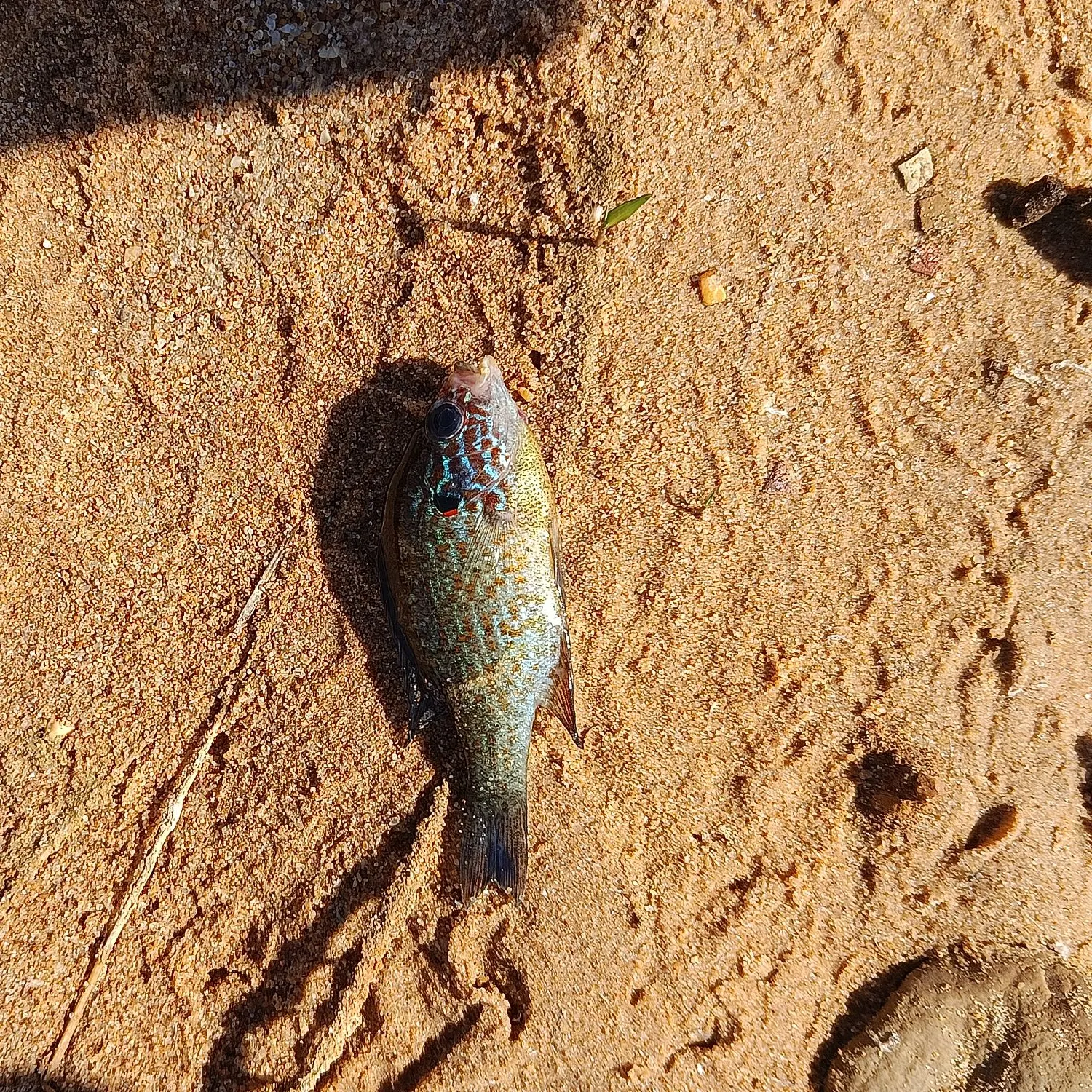Pumpkinseed caught on Fishbrain