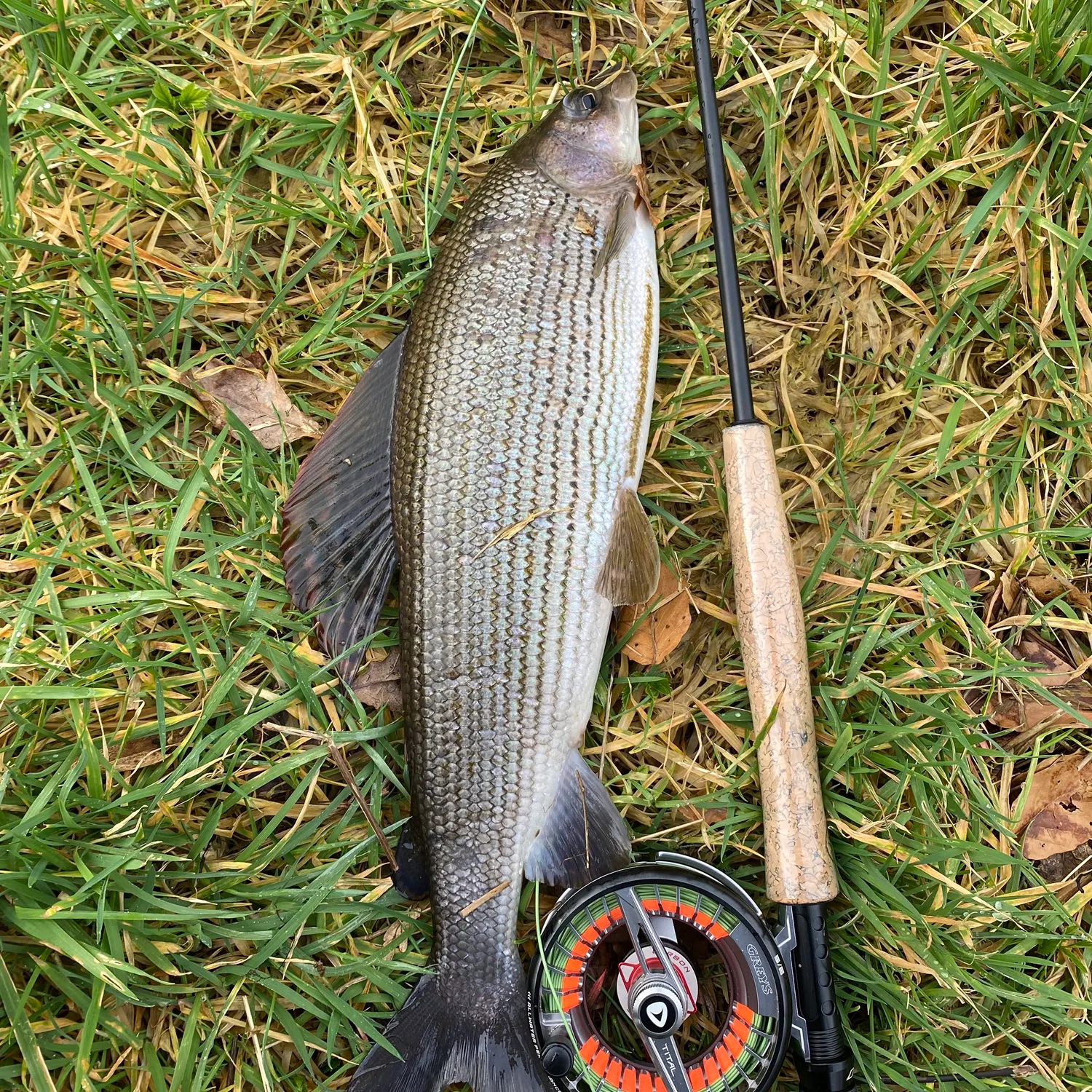 The most recent European grayling catches on Fishbrain