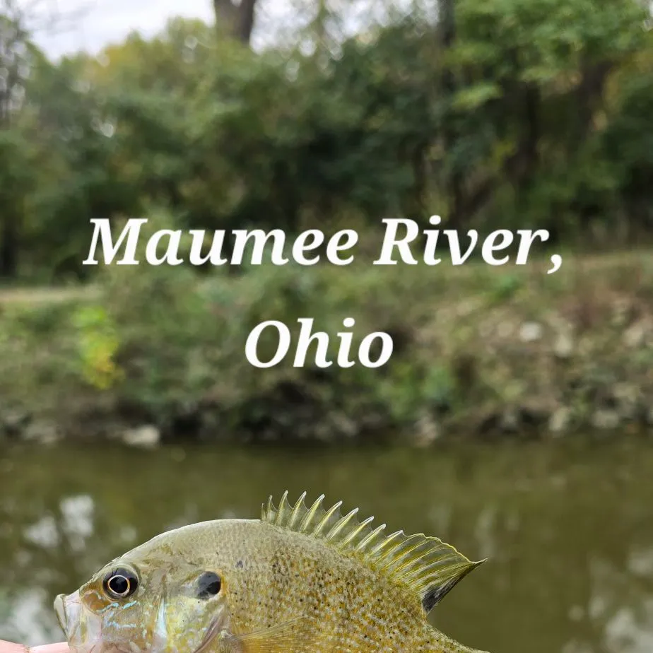 Green sunfish caught on Fishbrain