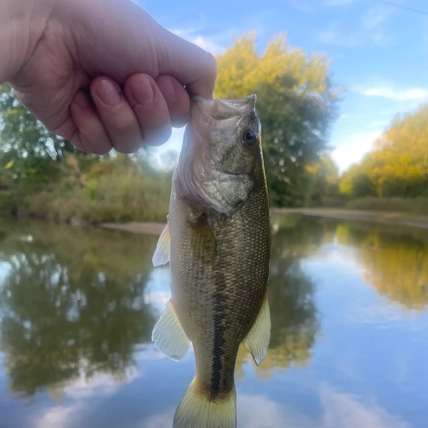 Largemouth bass caught on Fishbrain