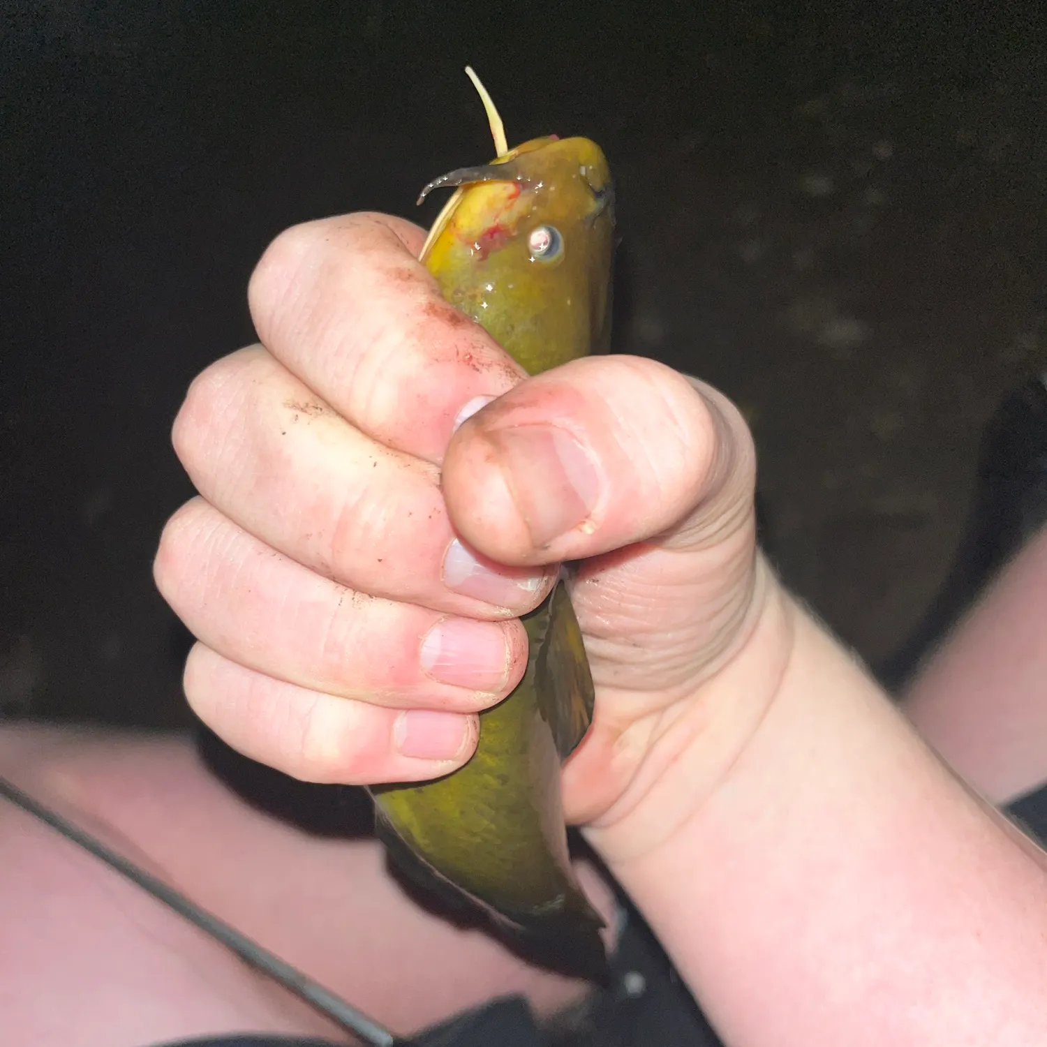 Yellow bullhead caught on Fishbrain