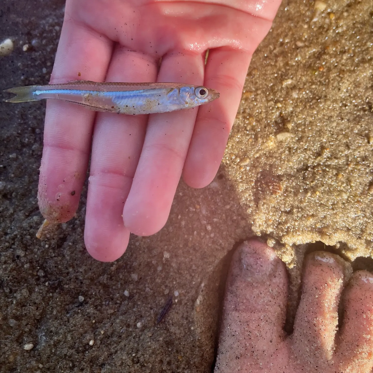 Common logperch caught on Fishbrain