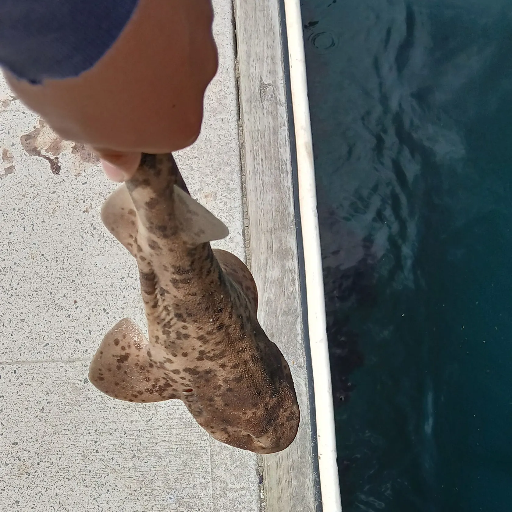 The most recent Draughtsboard shark catches on Fishbrain