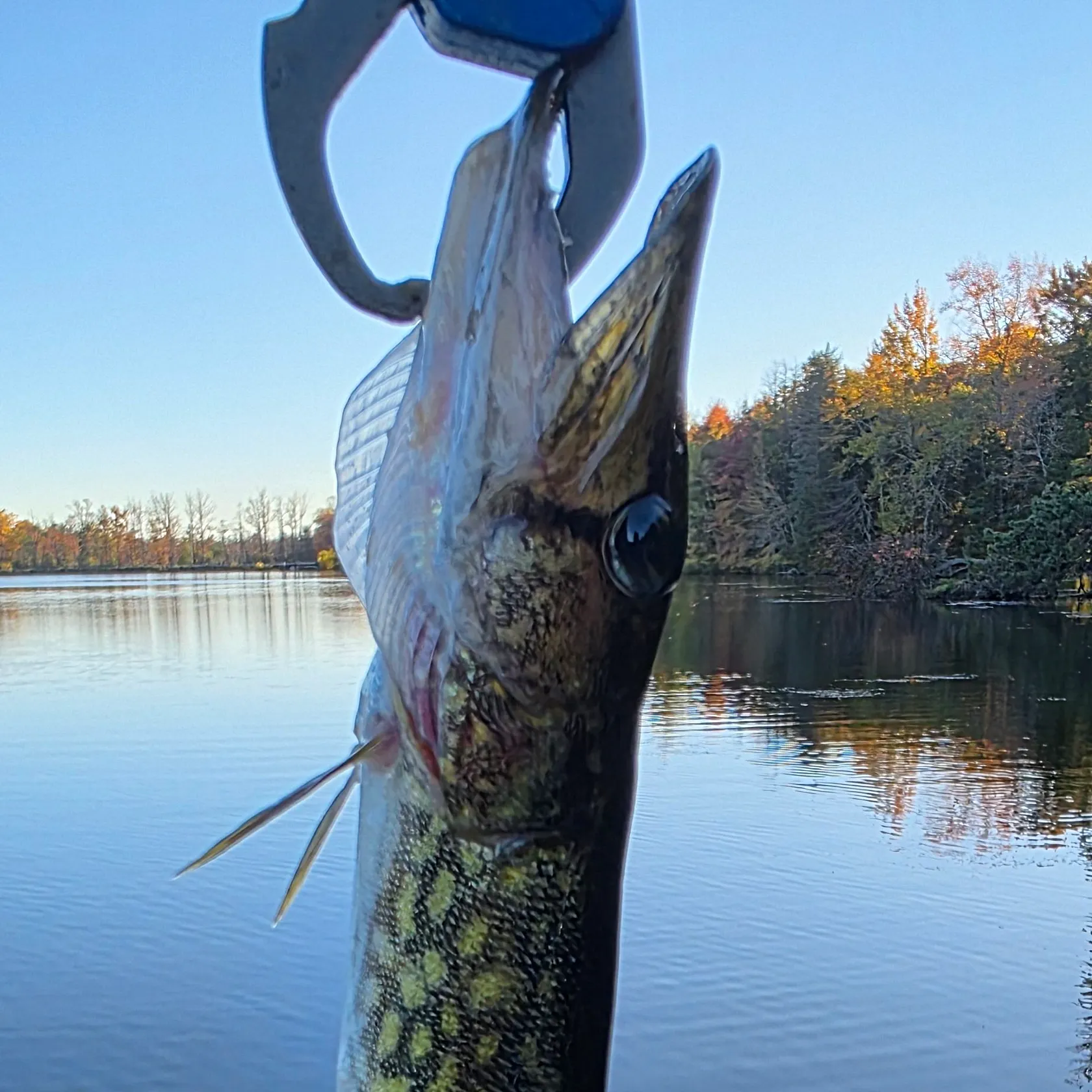 Chain pickerel caught on Fishbrain