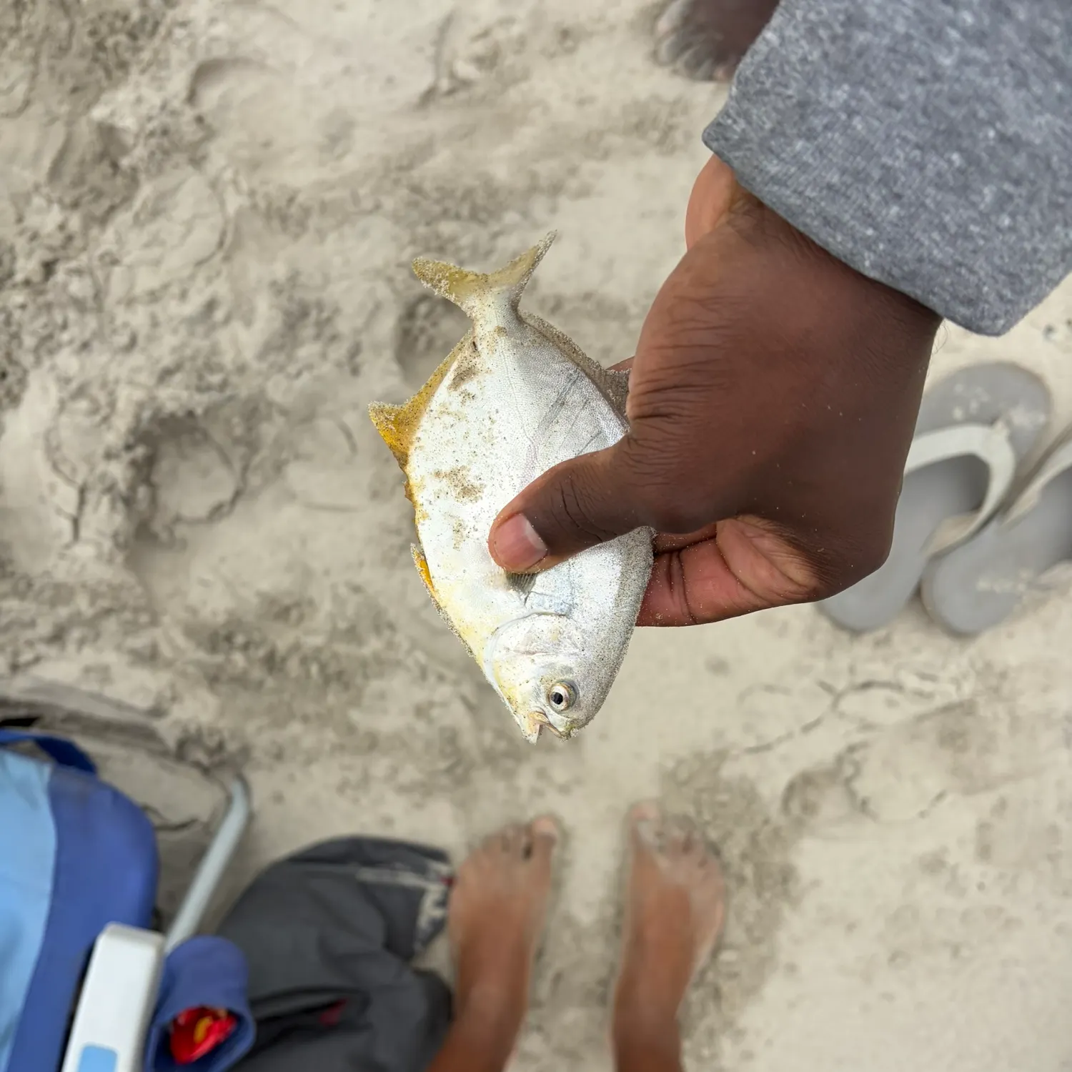 The most recent Guinean pompano catches on Fishbrain