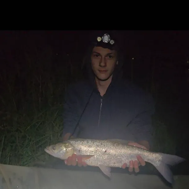 Asp caught on Fishbrain