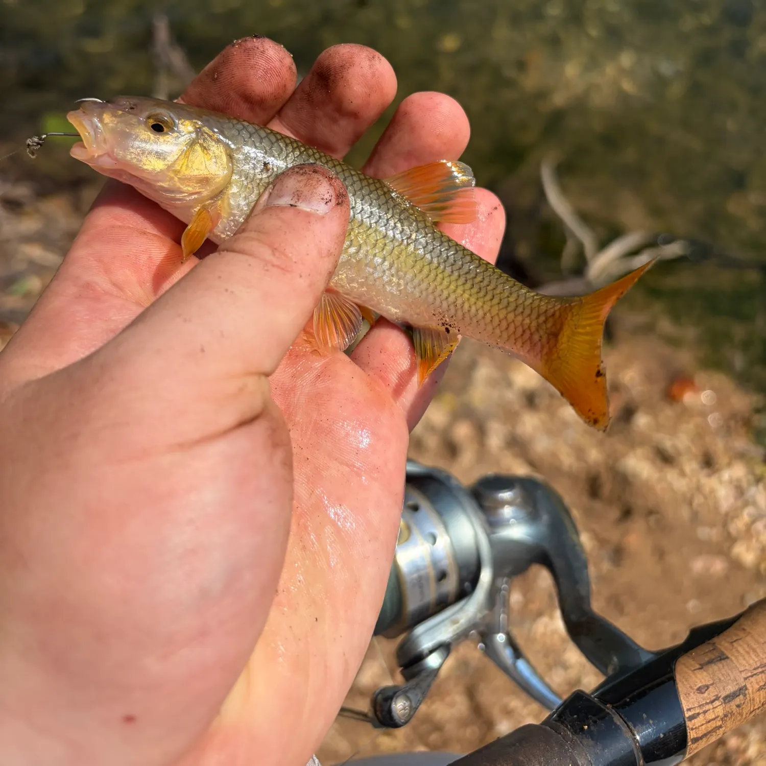 The most recent Redspot chub catches on Fishbrain