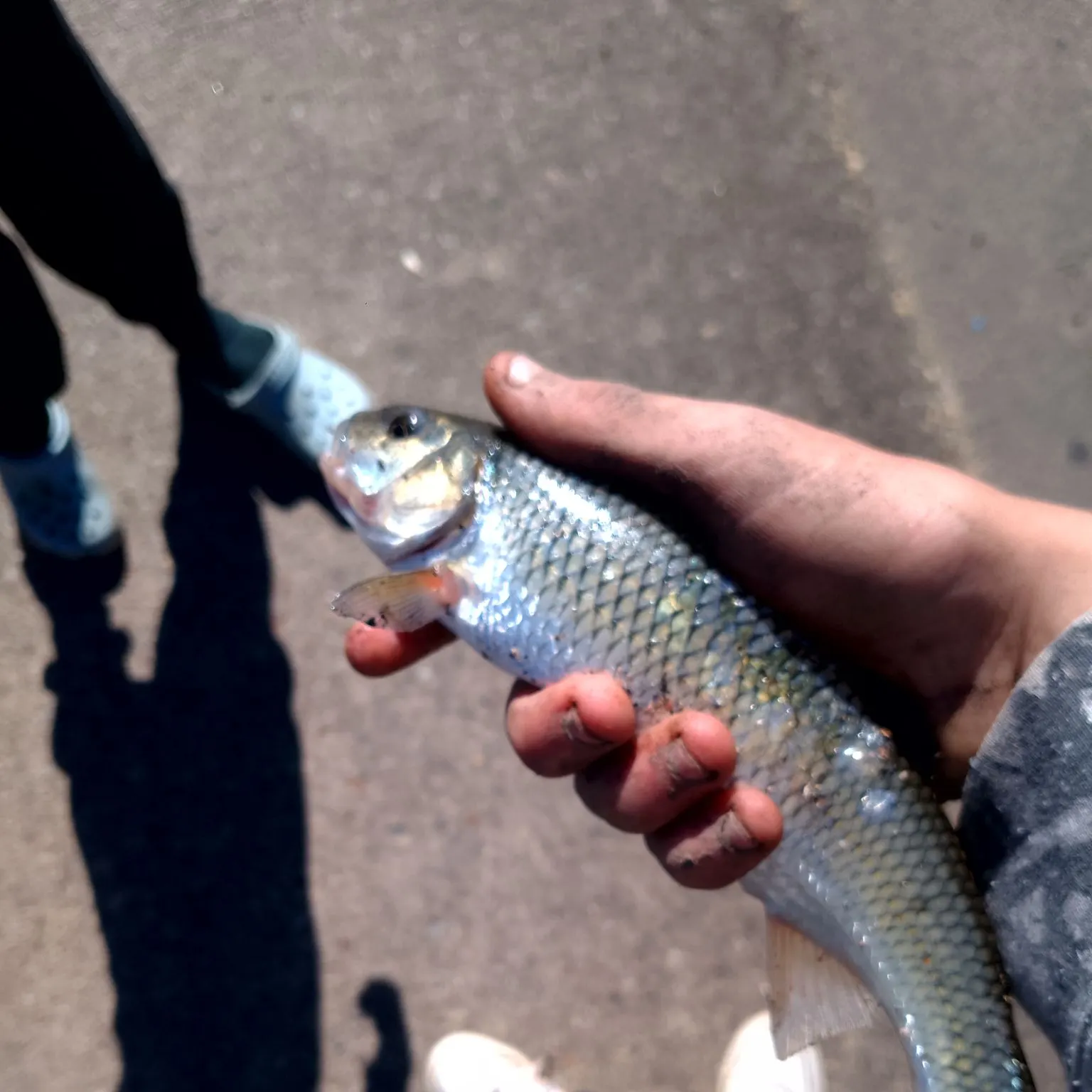 Fallfish caught on Fishbrain