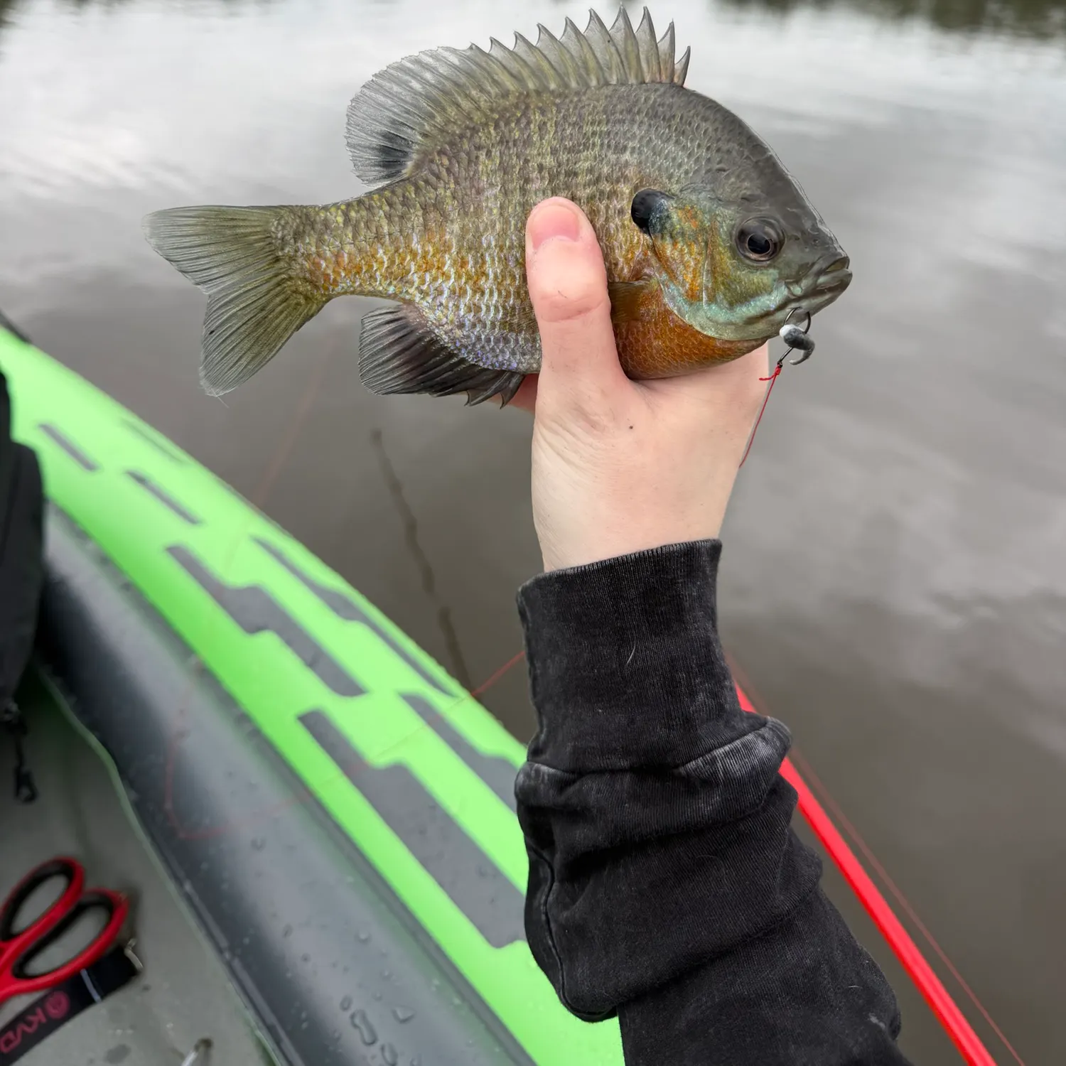 Bluegill caught on Fishbrain