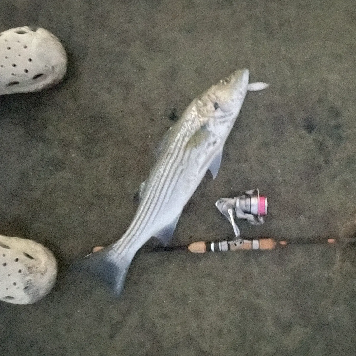 Striped bass caught on Fishbrain