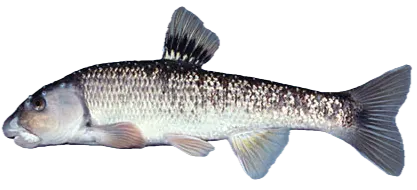 Largescale stoneroller