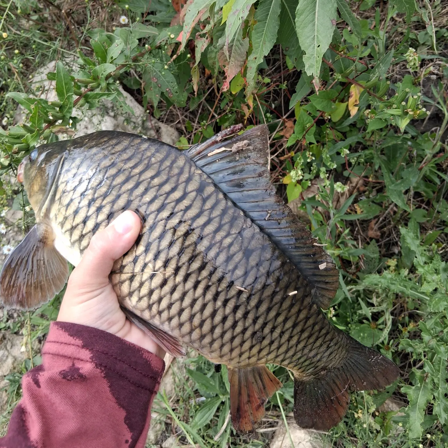 catch