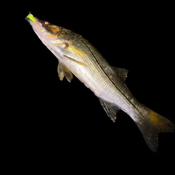 Common snook caught on Fishbrain
