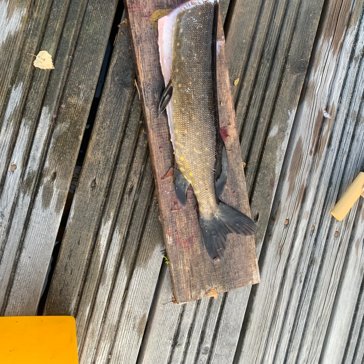 recently logged catches