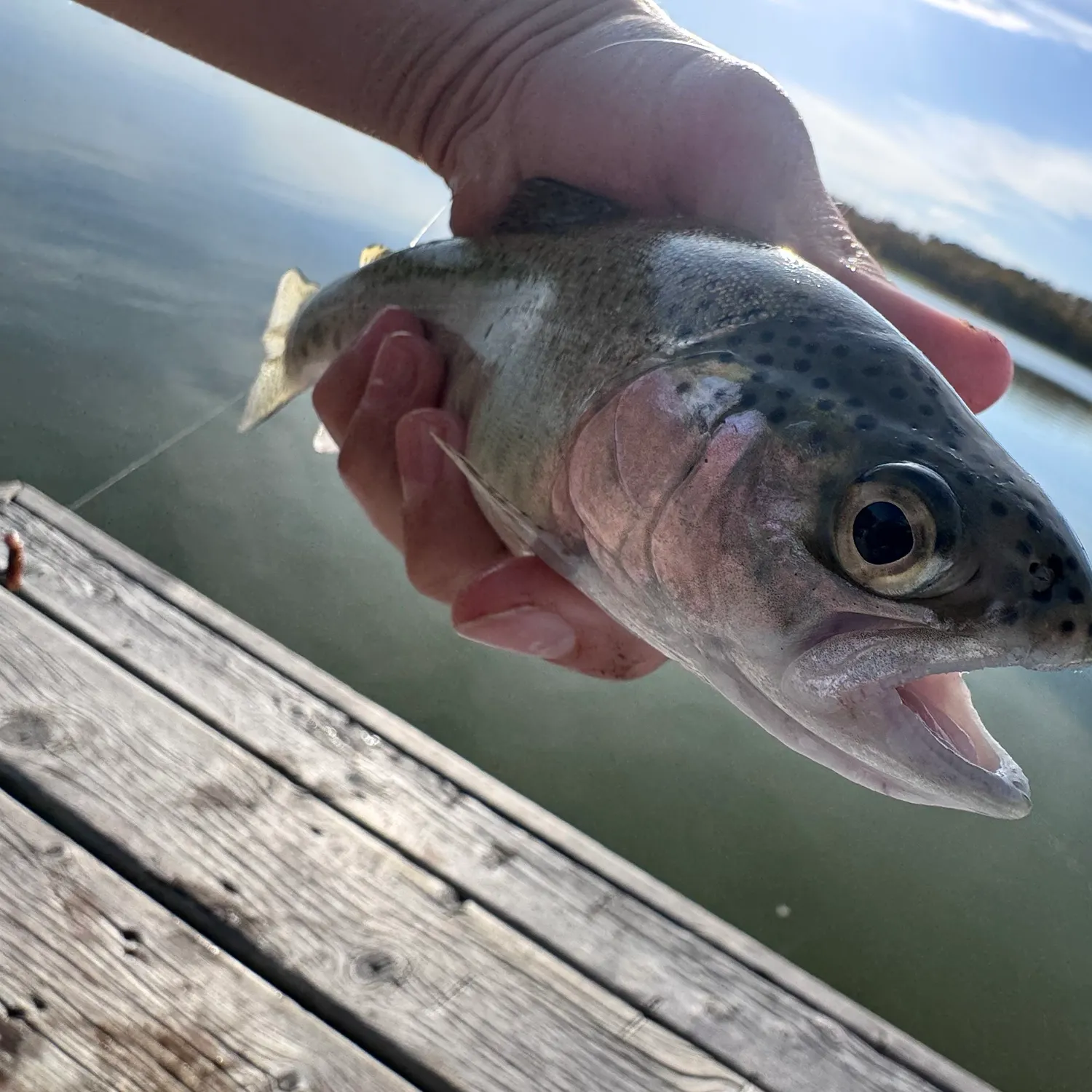 Rainbow trout caught on Fishbrain